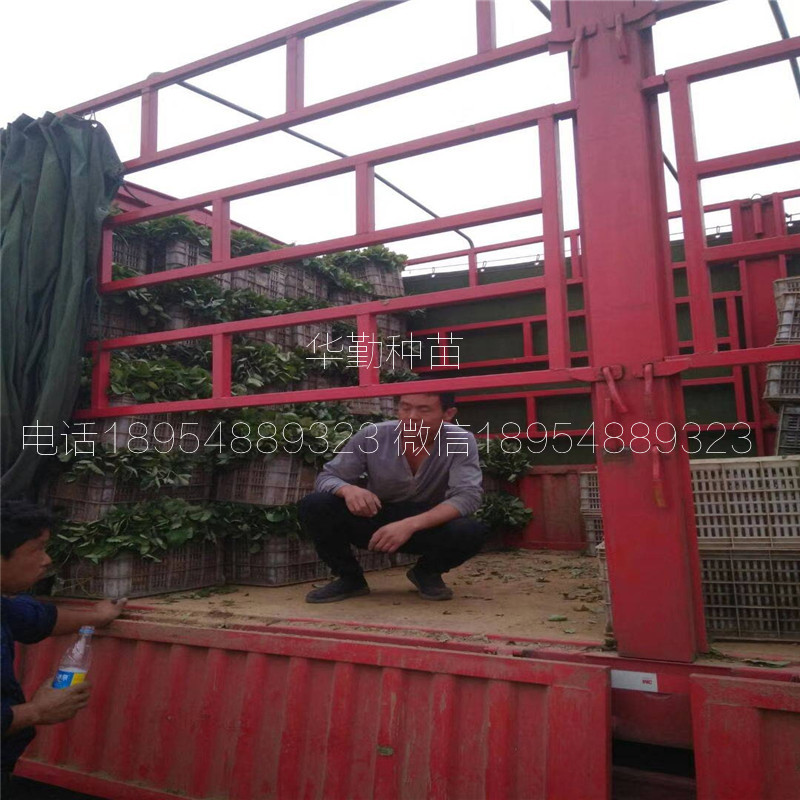 草莓苗章姬  多少錢一棵
