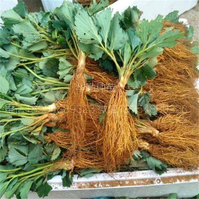 章姬草莓生產苗  基地大量供應