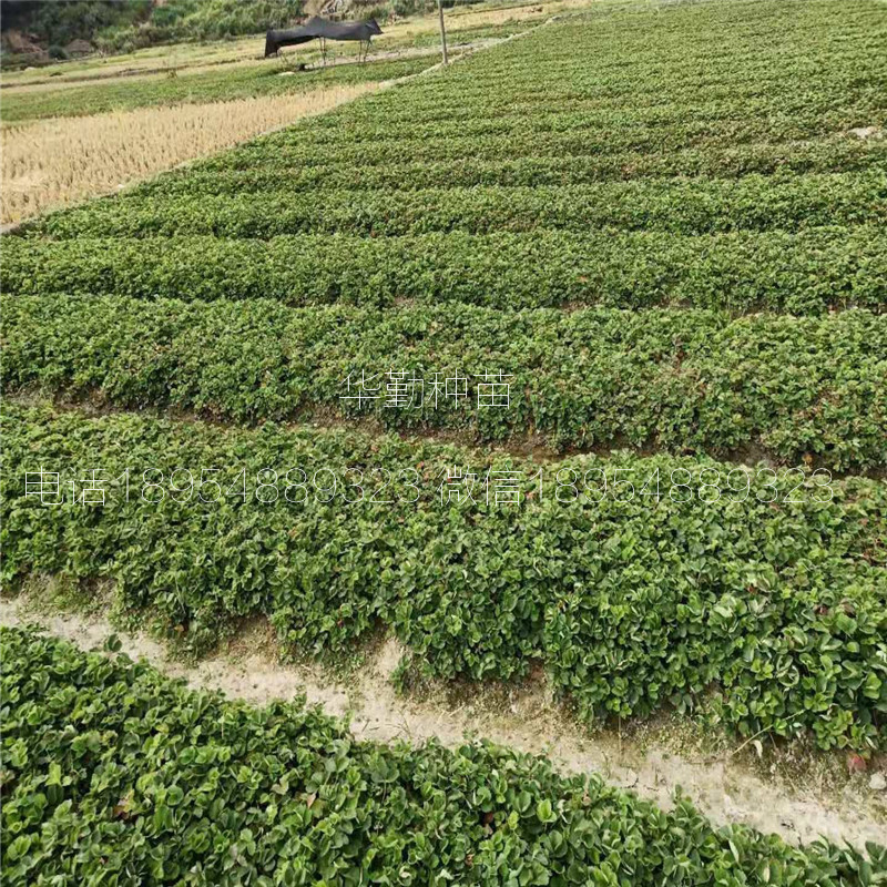 章姬草莓苗大型草莓苗育苗基地