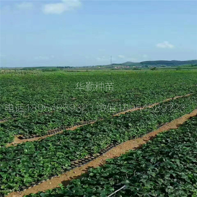 脫毒草莓苗  品種特性介紹
