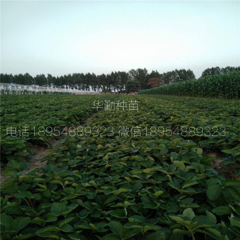 二代紅顏草莓苗  種植技術(shù)
