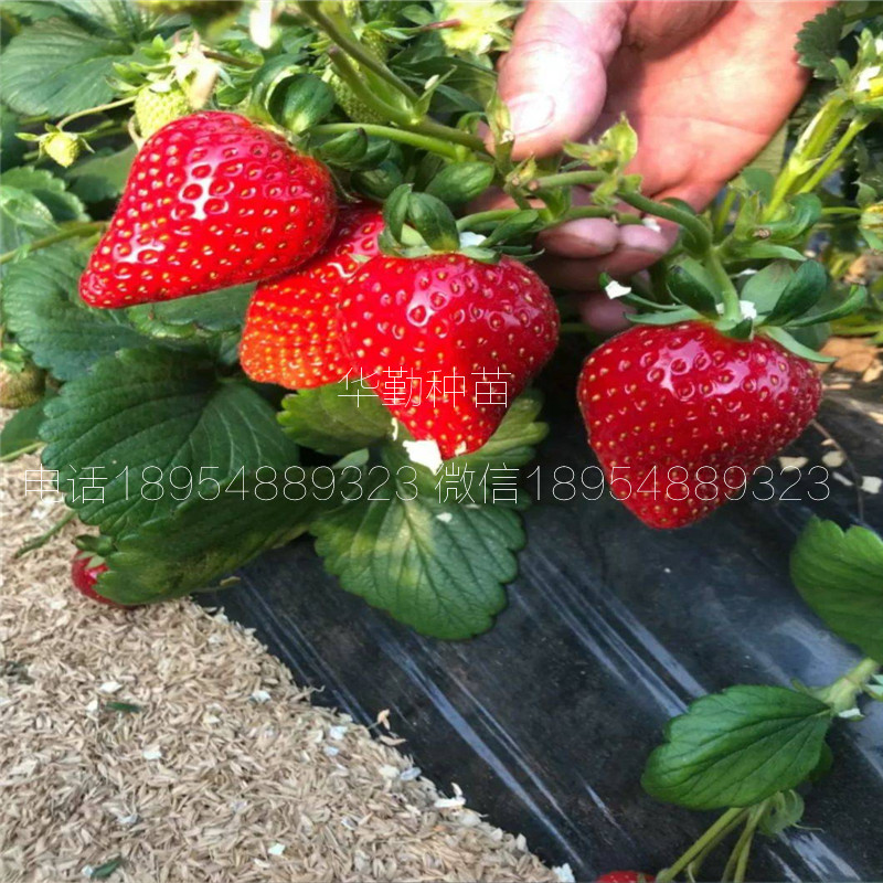 章姬草莓種苗  種植技術(shù)