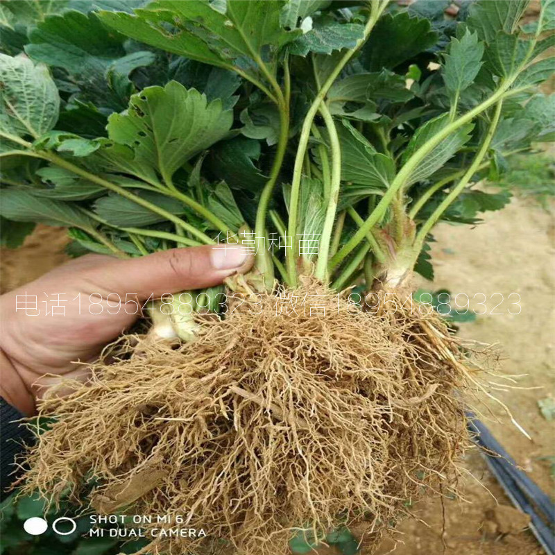 二代紅顏草莓苗  種植技術(shù)
