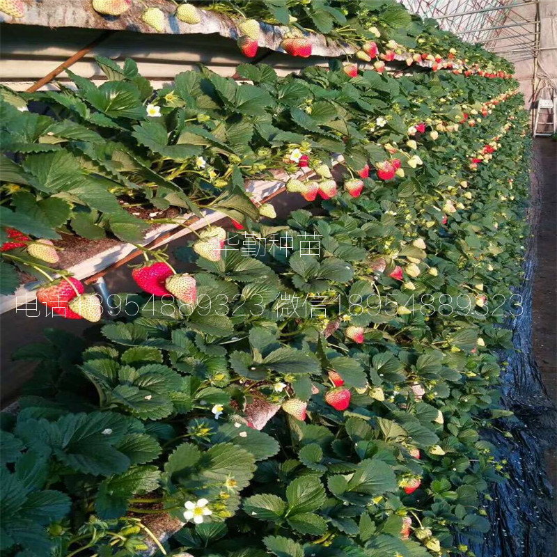 紅顏草莓穴盤苗  2019年批發(fā)價格