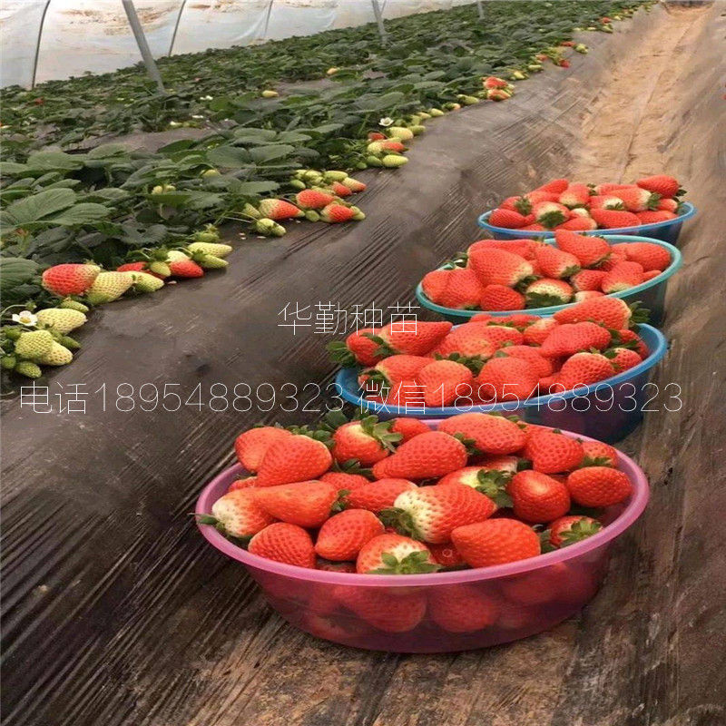 大棚紅顏草莓苗  種植技術(shù)