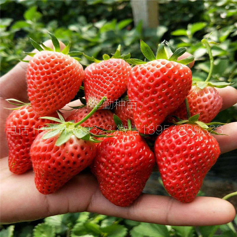 品种的红颜草莓苗  多少钱一株