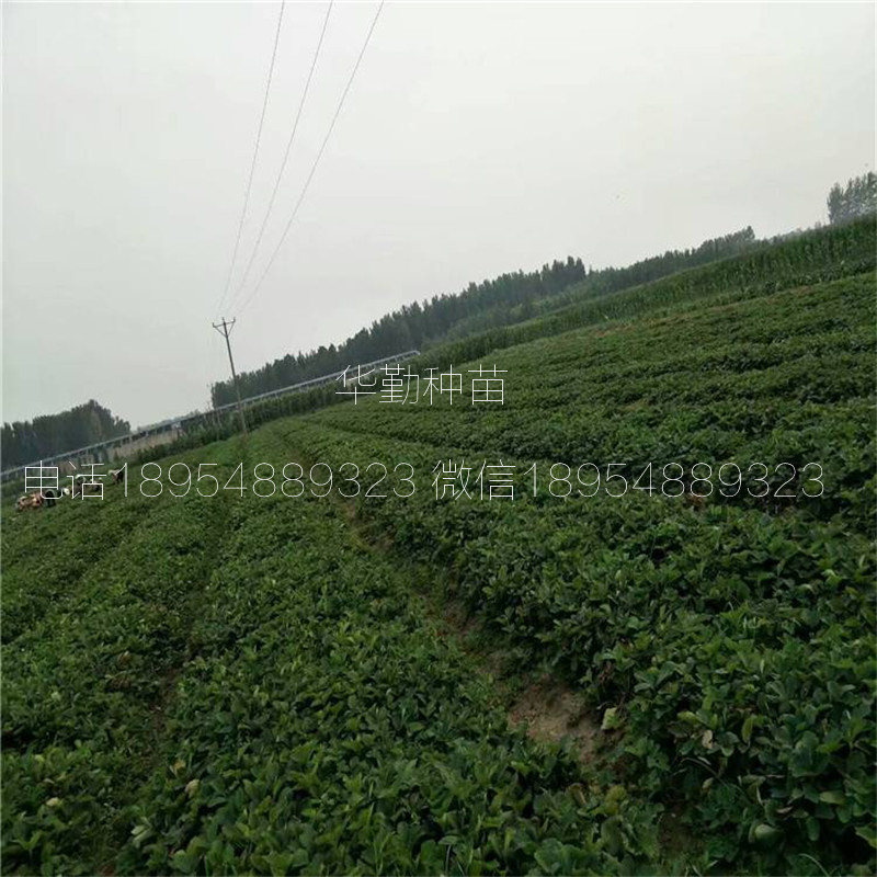 品種的紅顏草莓苗大型草莓苗育苗基地