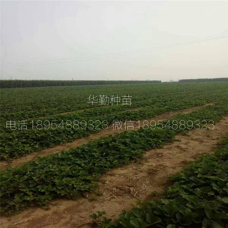 脫毒紅顏草莓苗  品種特性介紹
