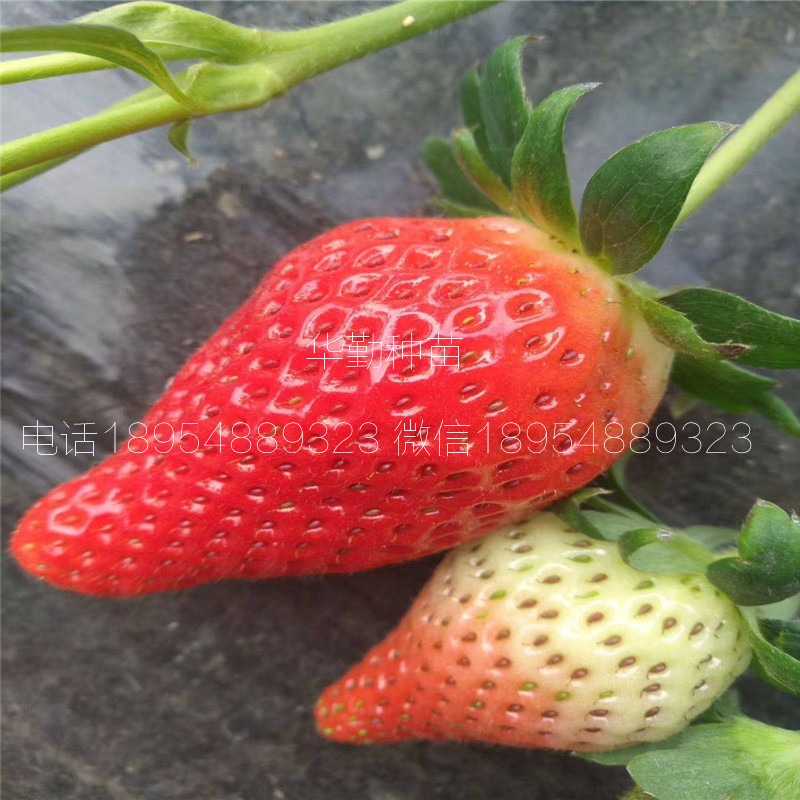 草莓苗种苗大型草莓苗育苗基地