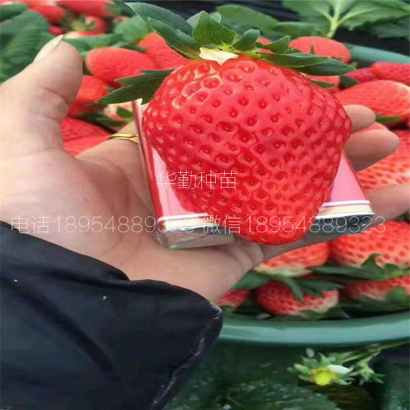 紅顏草莓穴盤苗大型草莓苗育苗基地