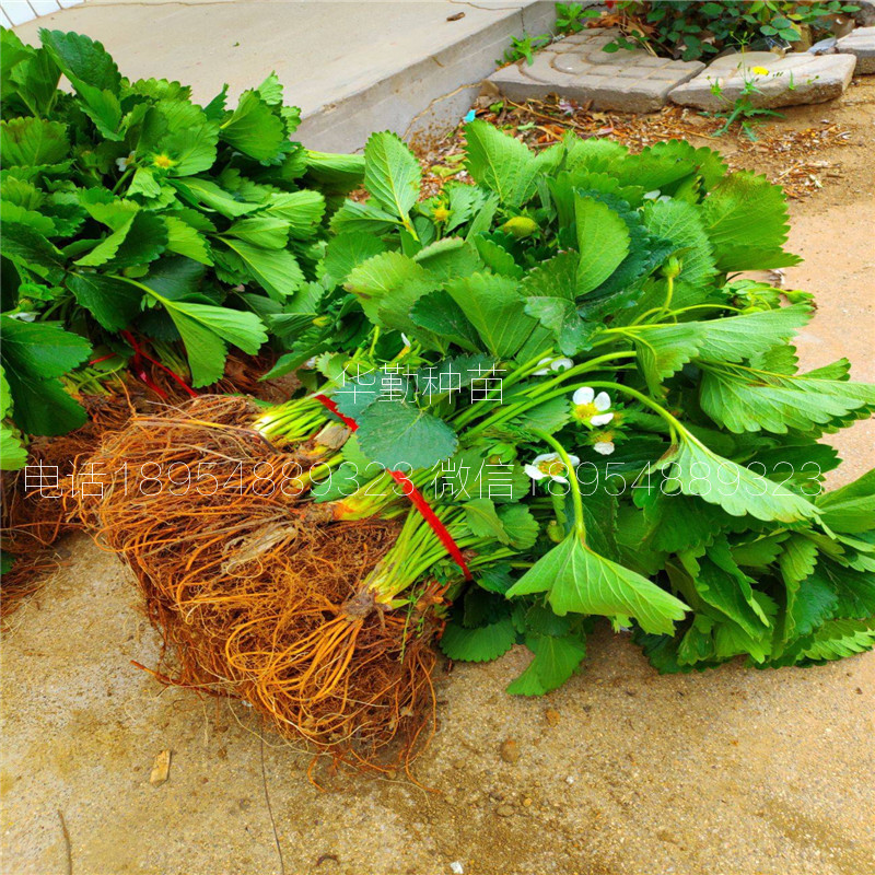 章姬草莓種苗  種植技術(shù)