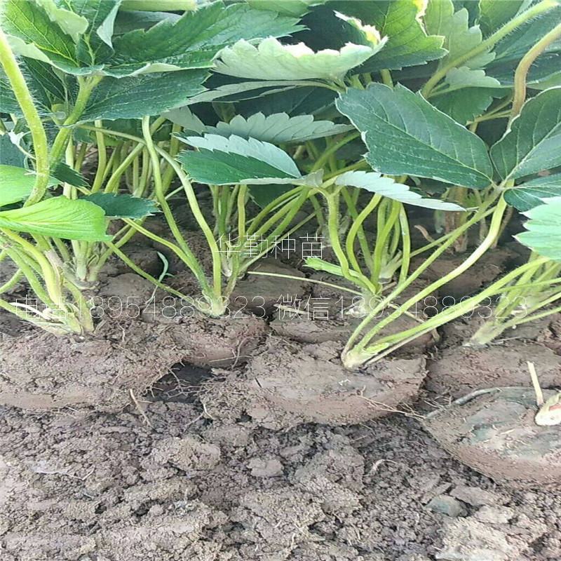章姬草莓苗  品種特性介紹