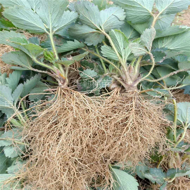 三葉一芯紅顏草莓苗  種植技術(shù)