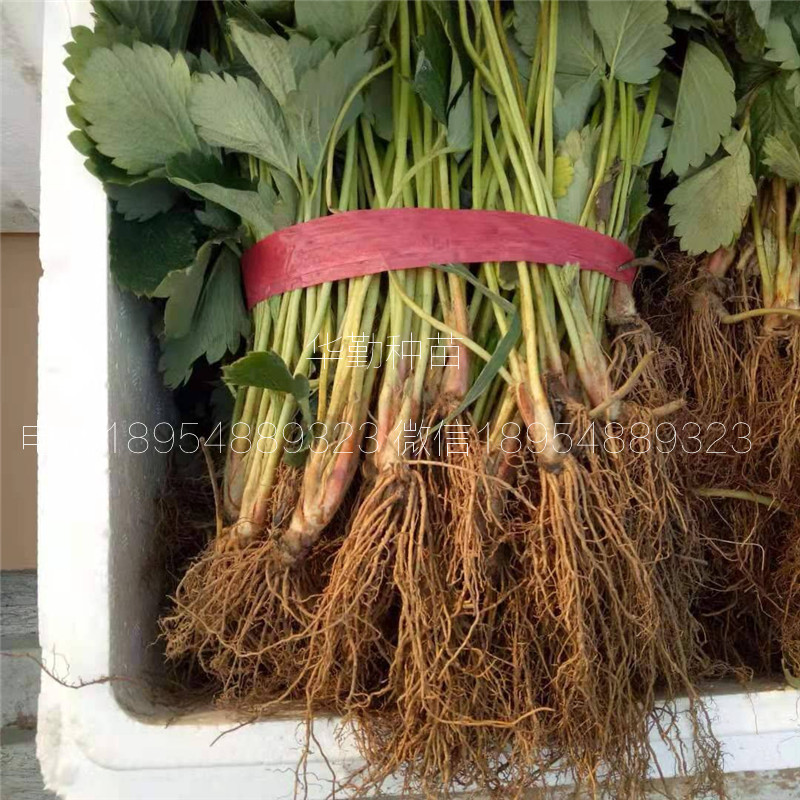 紅顏草莓穴盤(pán)苗  哪里的苗純度高