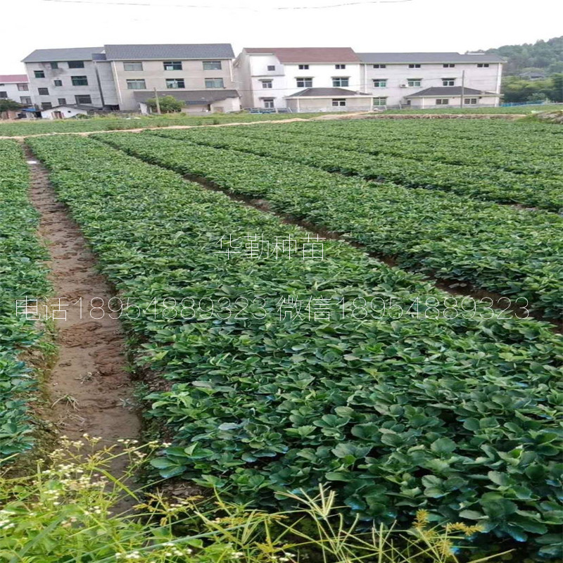 紅顏草莓走莖苗  品種特性介紹