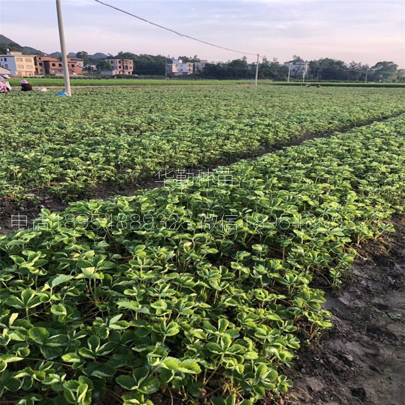 章姬草莓生產苗  基地大量供應