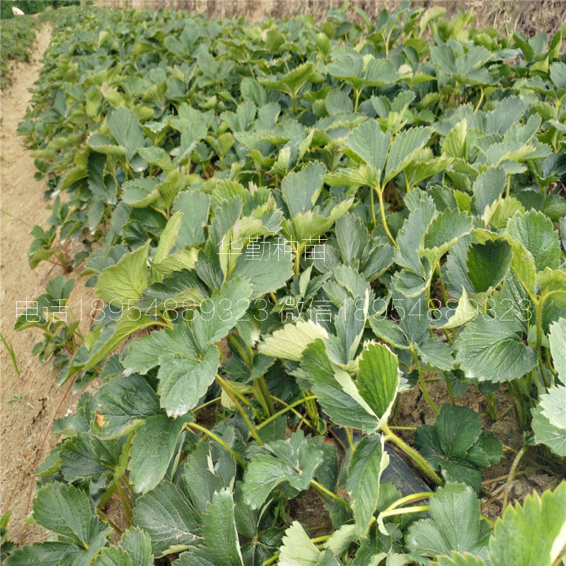 紅顏草莓走莖苗  基地大量供應(yīng)