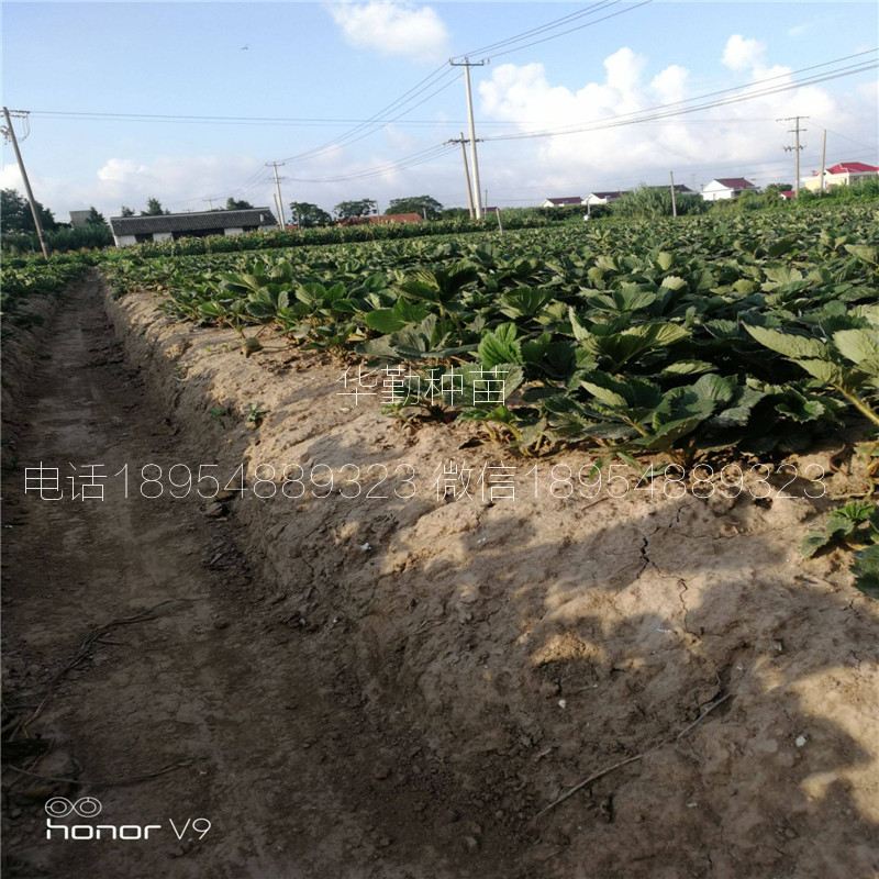 草莓苗种苗大型草莓苗育苗基地