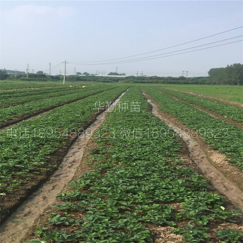 章姬草莓苗大型草莓苗育苗基地
