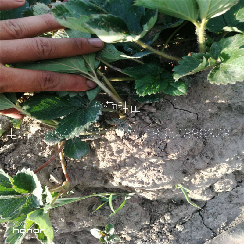 章姬草莓苗種苗  育苗基地