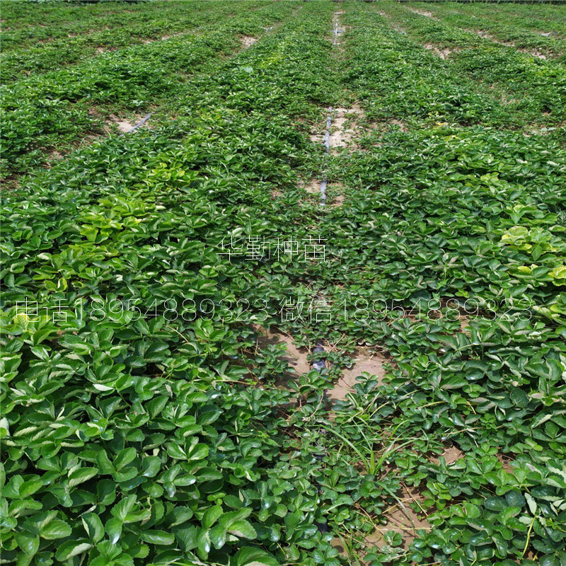 紅顏草莓苗  種植技術(shù)