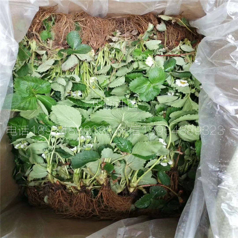 三葉一芯章姬草莓苗  種植技術(shù)