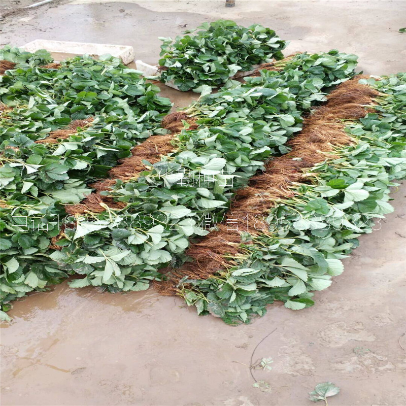 紅顏草莓走莖苗  基地大量供應(yīng)