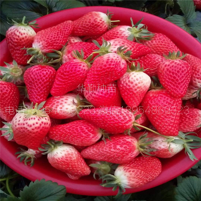 品種的紅顏草莓苗  品種特性介紹