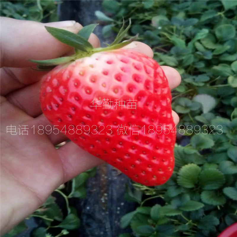 脫毒草莓苗  繁育場(chǎng)