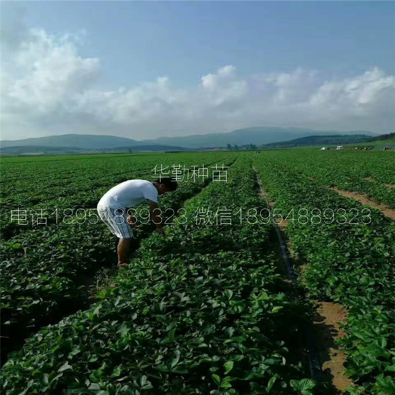 脫毒草莓苗  繁育場(chǎng)
