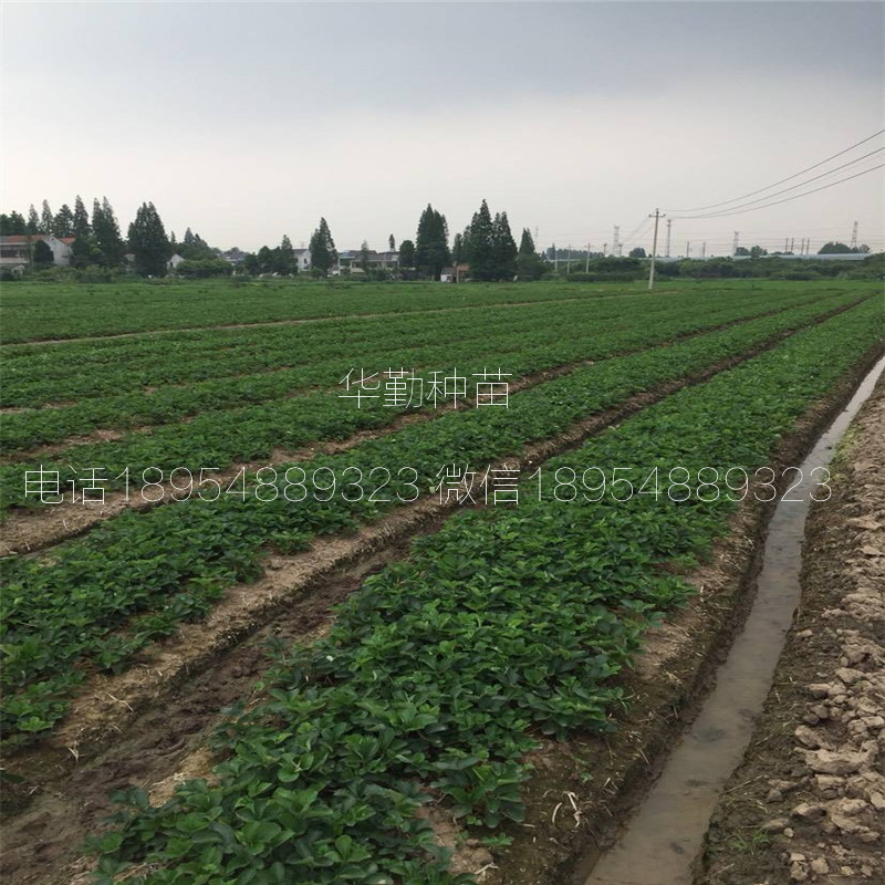 紅顏草莓穴盤苗  大棚什么時(shí)候種植
