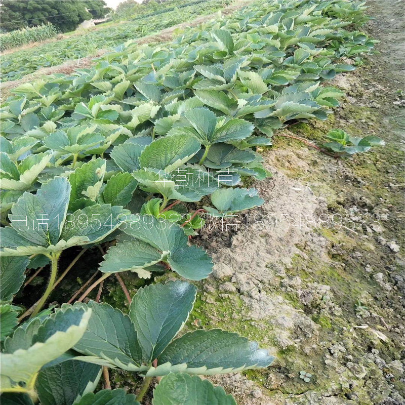 大棚章姬草莓苗  2019年批發(fā)價(jià)格
