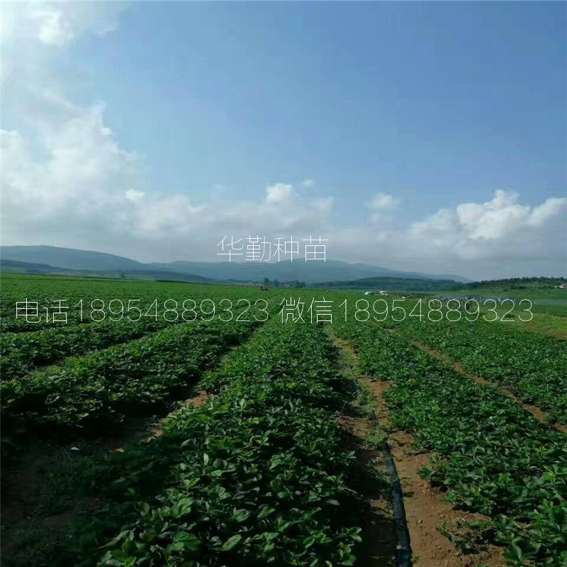脫毒紅顏草莓苗  品種特性介紹