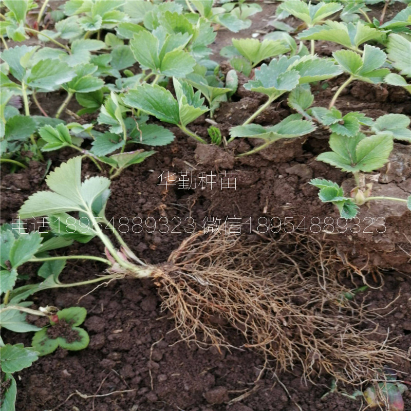 章姬草莓苗種苗  育苗基地