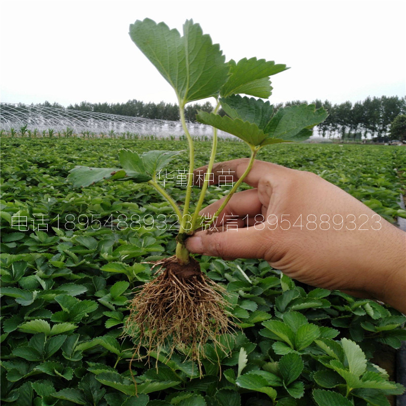 脫毒章姬草莓苗  育苗基地