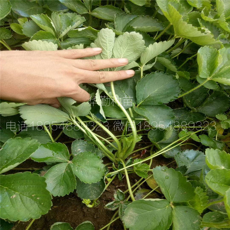 脫毒草莓苗  育苗基地