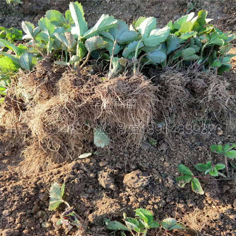 紅顏草莓穴盤苗  基地大量供應
