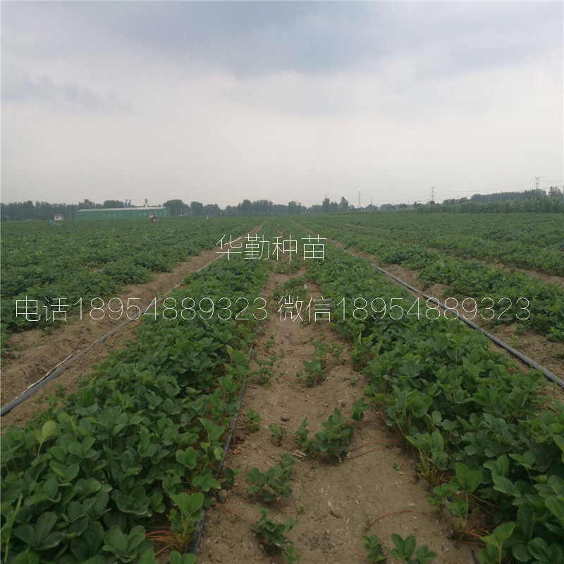 紅顏草莓走莖苗  基地大量供應(yīng)