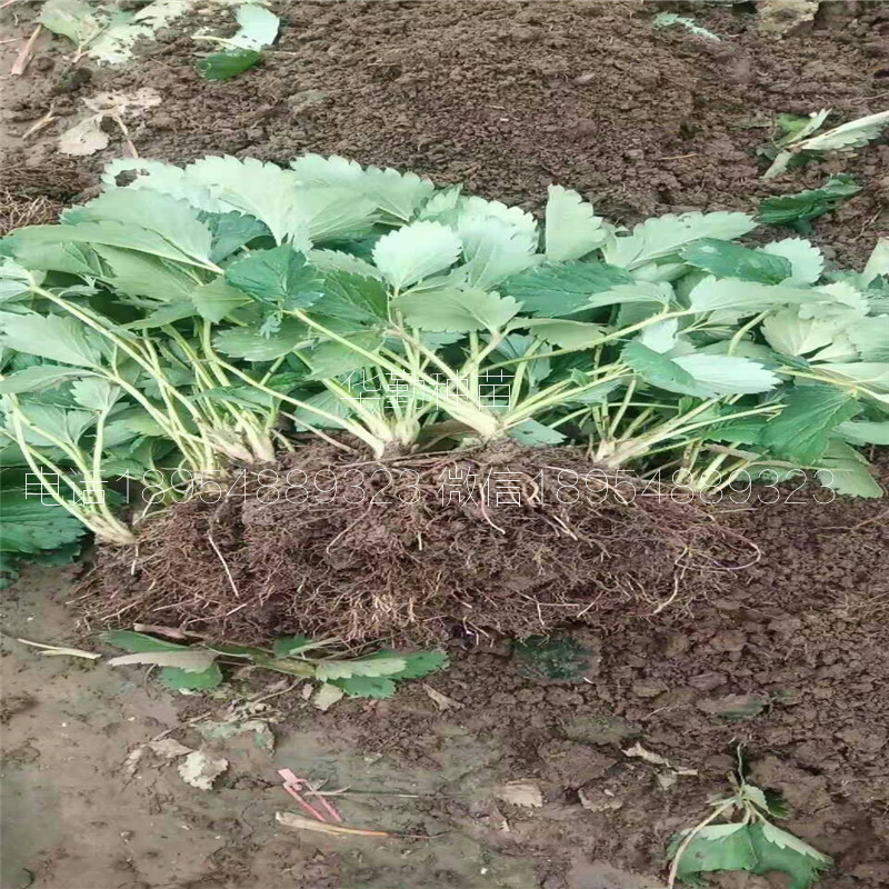 品種的紅顏草莓苗大型草莓苗育苗基地