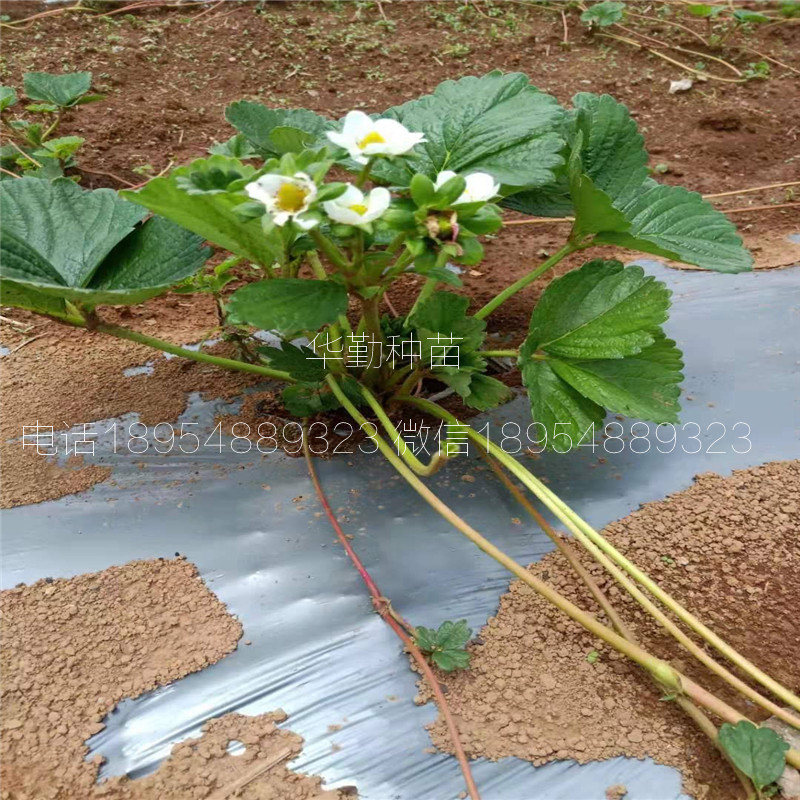 一代章姬草莓苗  基地大量供应