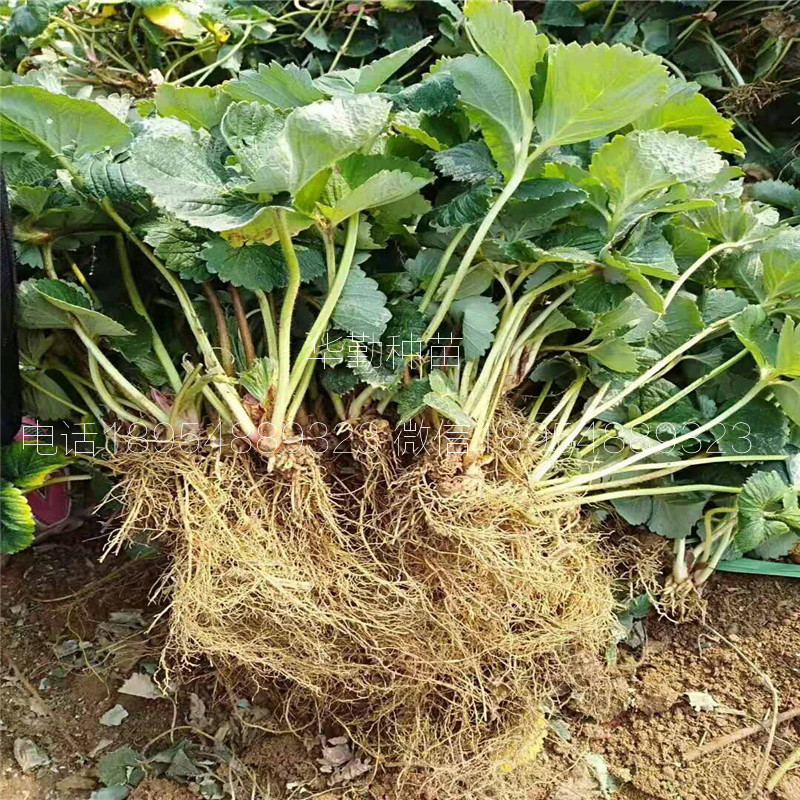 紅顏草莓苗  哪里的苗純度高