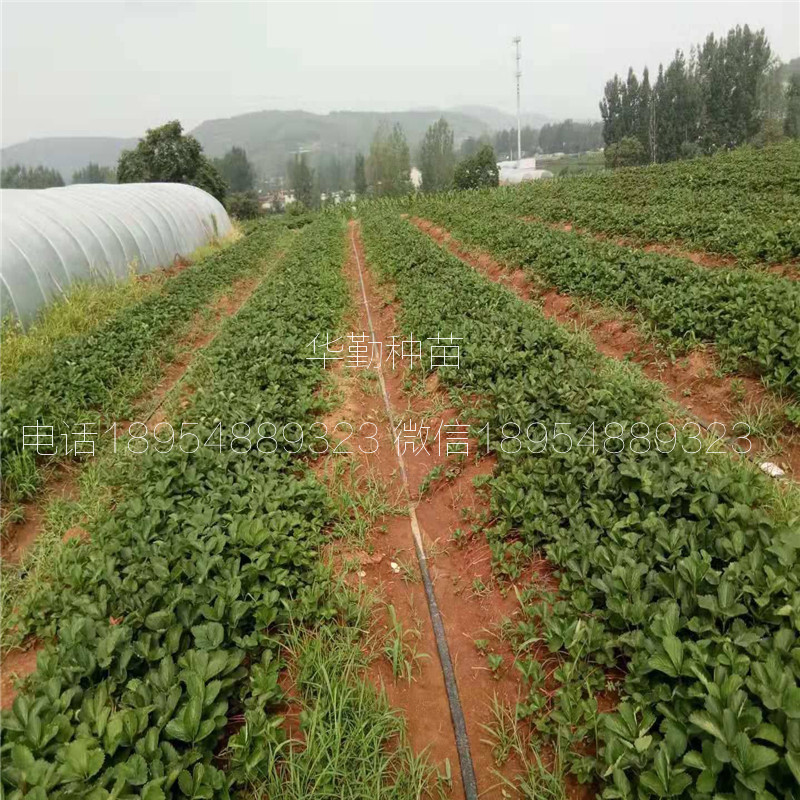 紅顏草莓穴盤苗大型草莓苗育苗基地