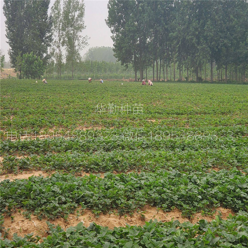 章姬草莓生產苗  基地大量供應