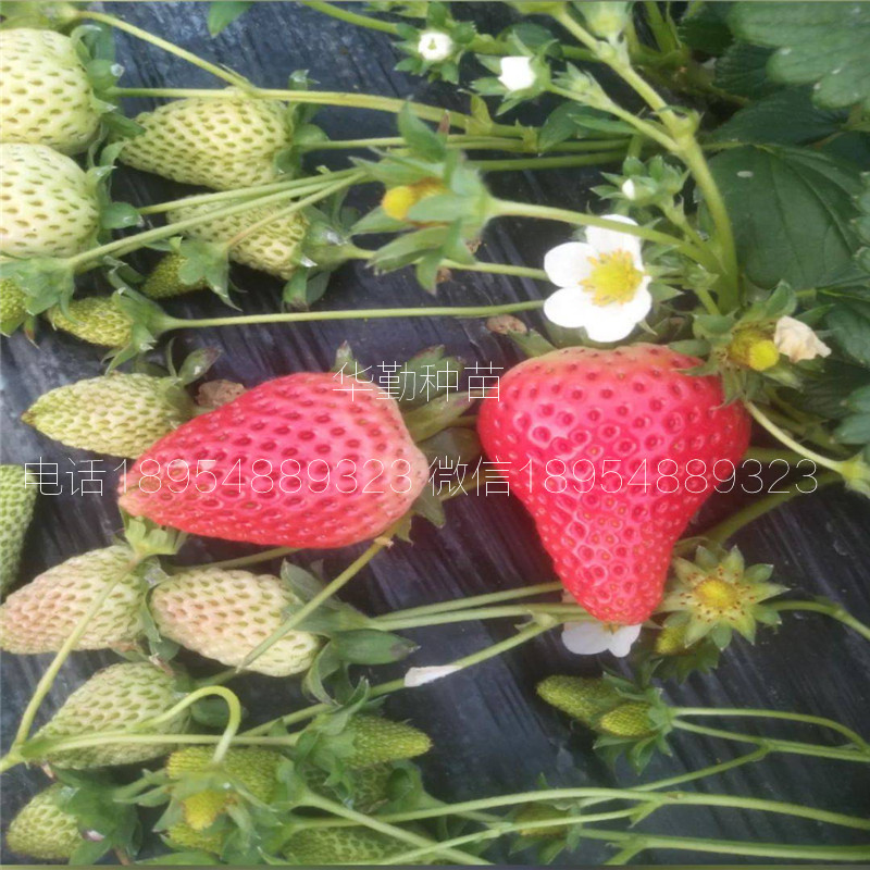 品種的紅顏草莓苗  品種特性介紹