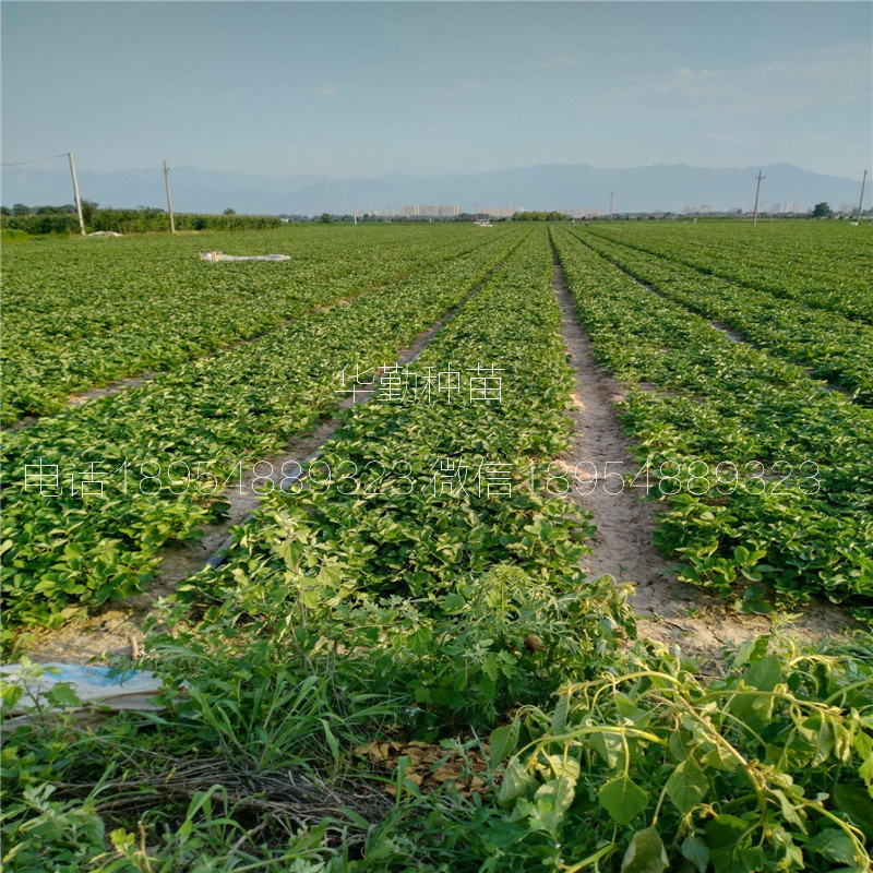 章姬草莓生產苗  基地大量供應