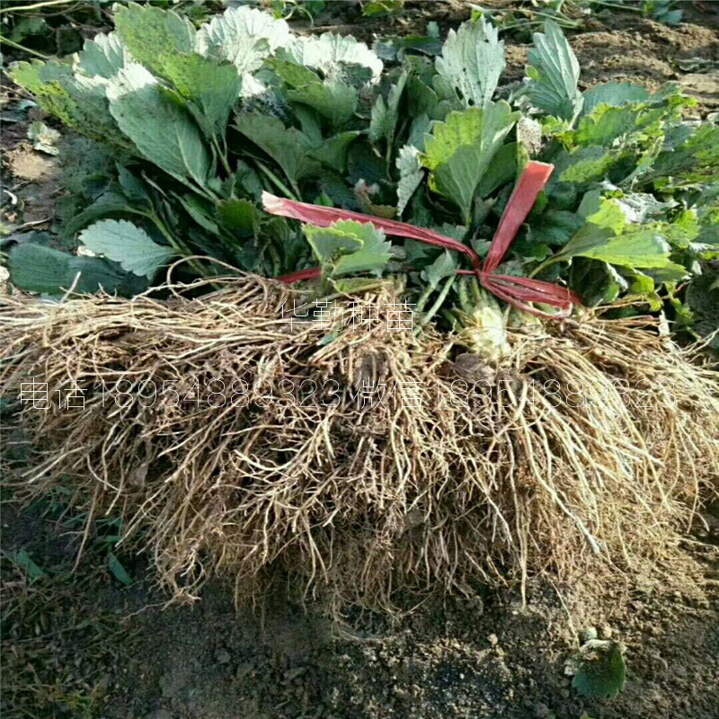 草莓苗品種  品種特性介紹