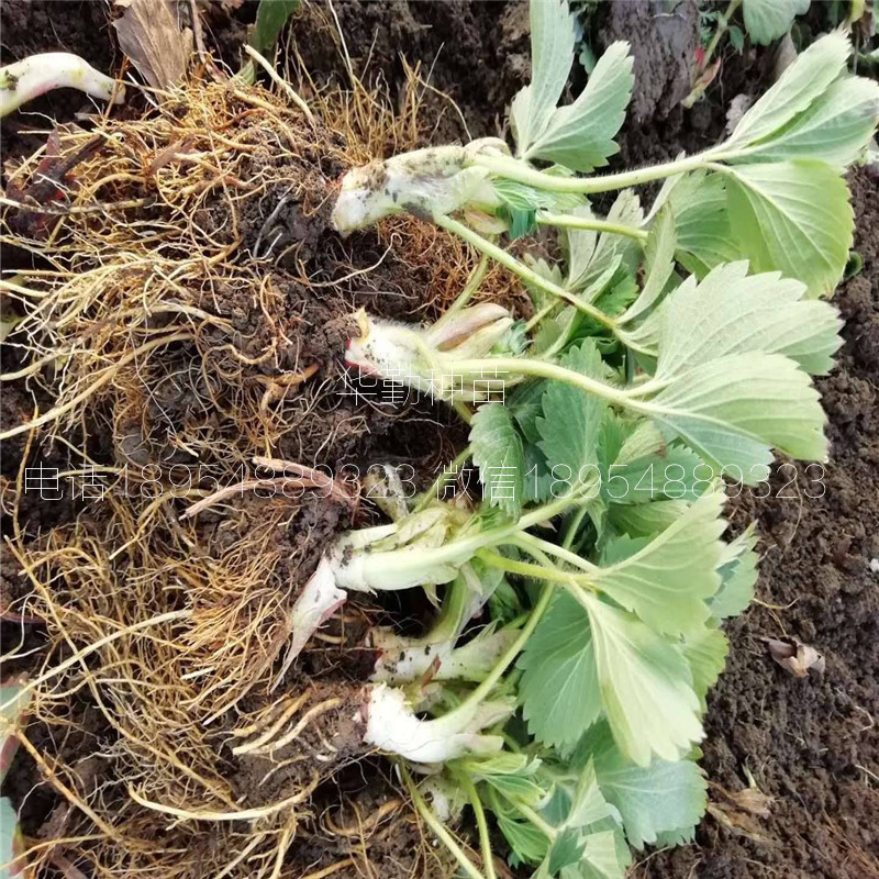 大棚章姬草莓苗  2019年批發(fā)價(jià)格