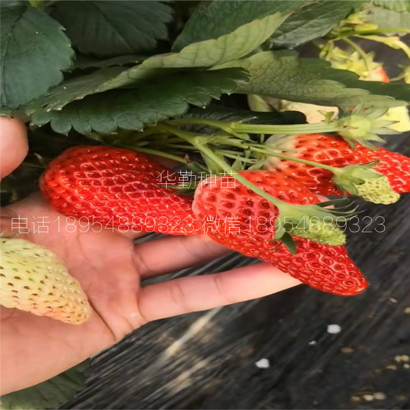 品種的紅顏草莓苗大型草莓苗育苗基地