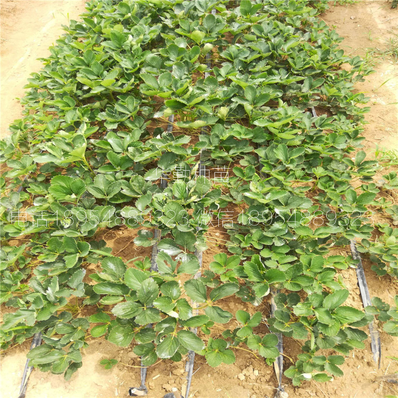 三葉一芯紅顏草莓苗  種植技術(shù)