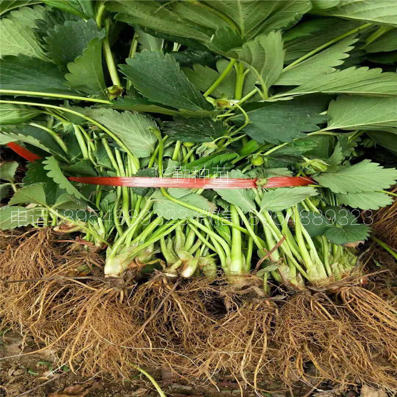 脫毒章姬草莓苗  育苗基地